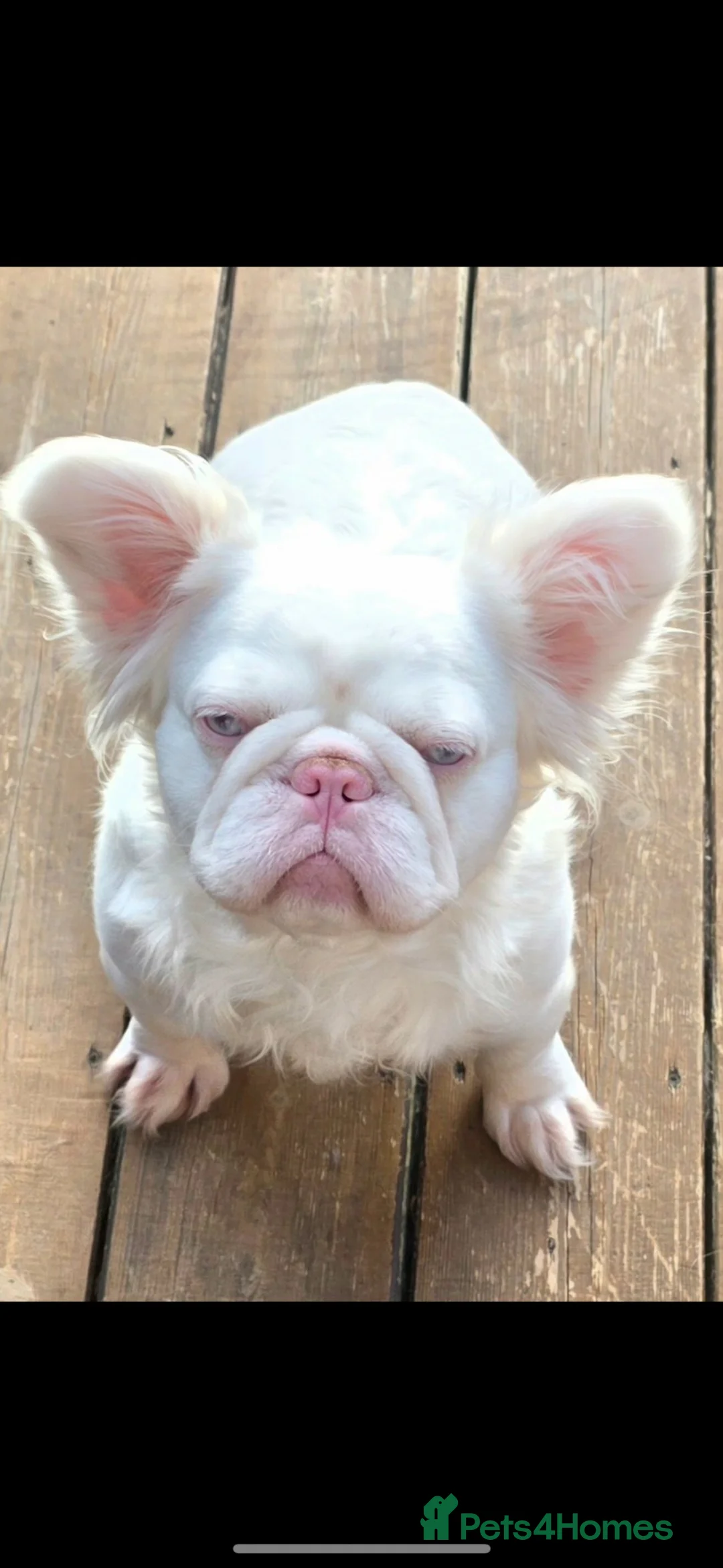 French Bulldog dogs for sale: Fluffy pink French bulldogs - Advert 10