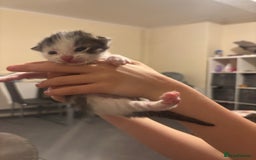 Mixed Breed cats for sale: Kittens for rehoming  - Advert 8