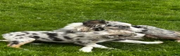 Border Collie dogs for sale: Super border collie blue Merle pups for sale in Knighton - Advert 2