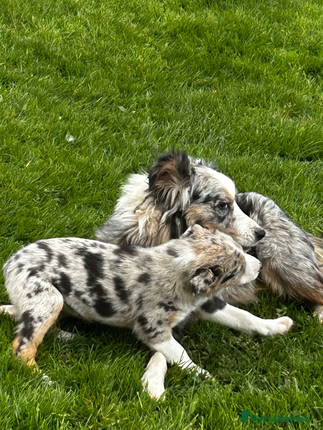 Border Collie dogs for sale: Super border collie blue Merle pups for sale in Knighton - Advert 2