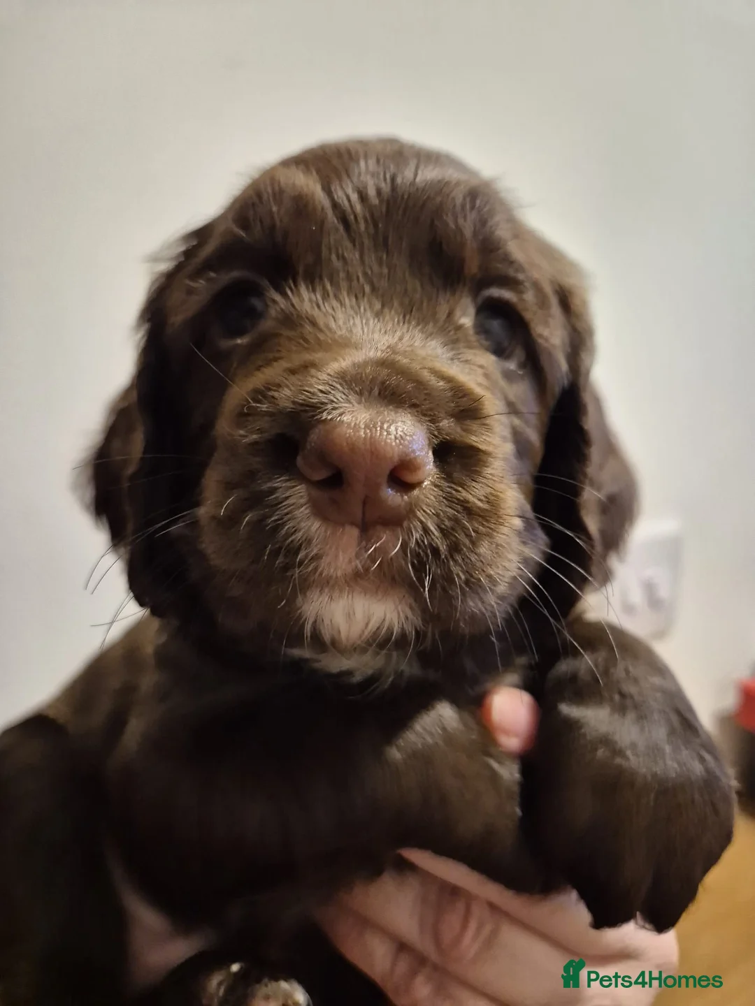 Sprocker dogs for sale: Chocolate Treats 🥰 - Advert 4