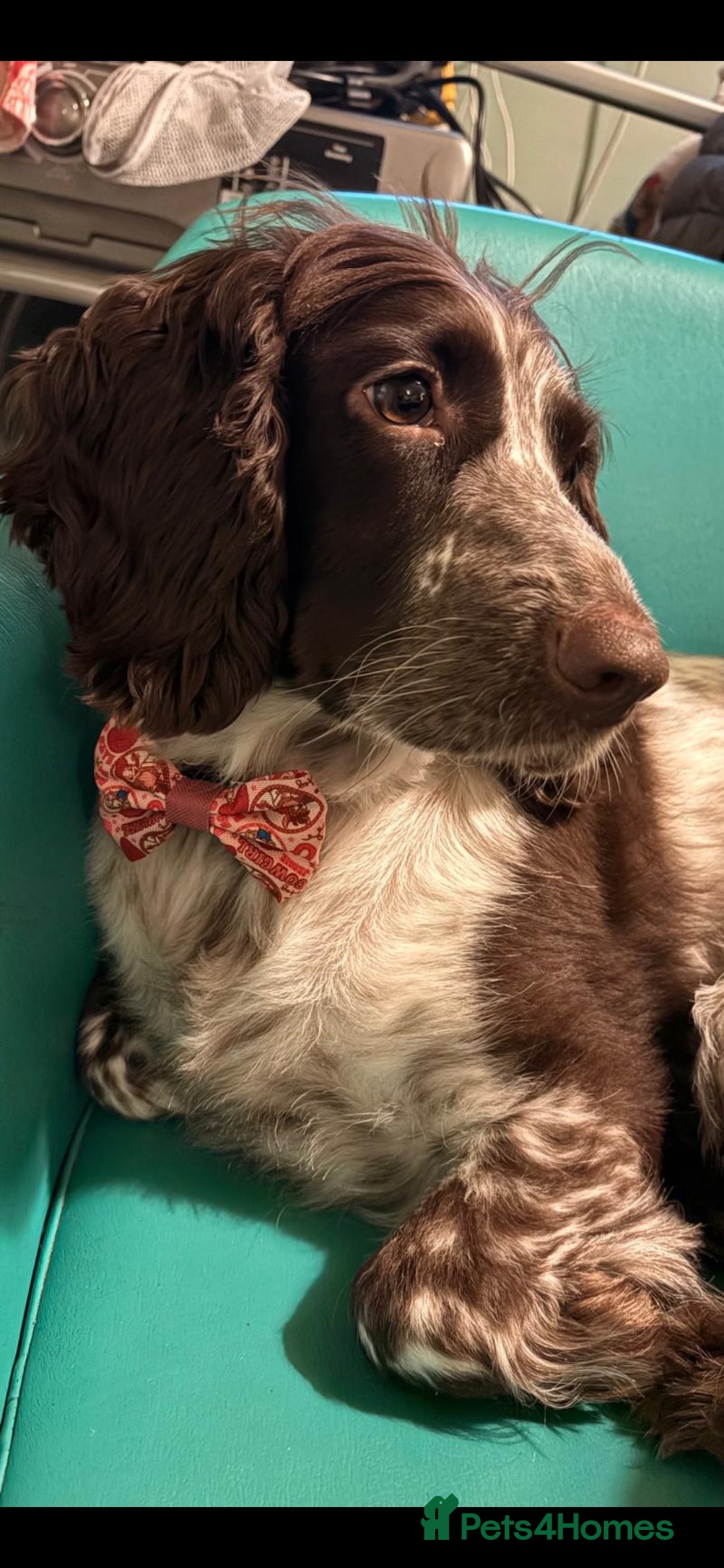 Cocker Spaniel dogs 2 gorgeous White roan cocker spaniels  - Advert 4