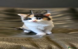 Mixed Breed cats for sale: Cute fluffy mixed kittens.  - Image 10