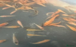 Koi Carp fish for sale: Koi Fry 8-10 weeks old new batch high quality - Image 5