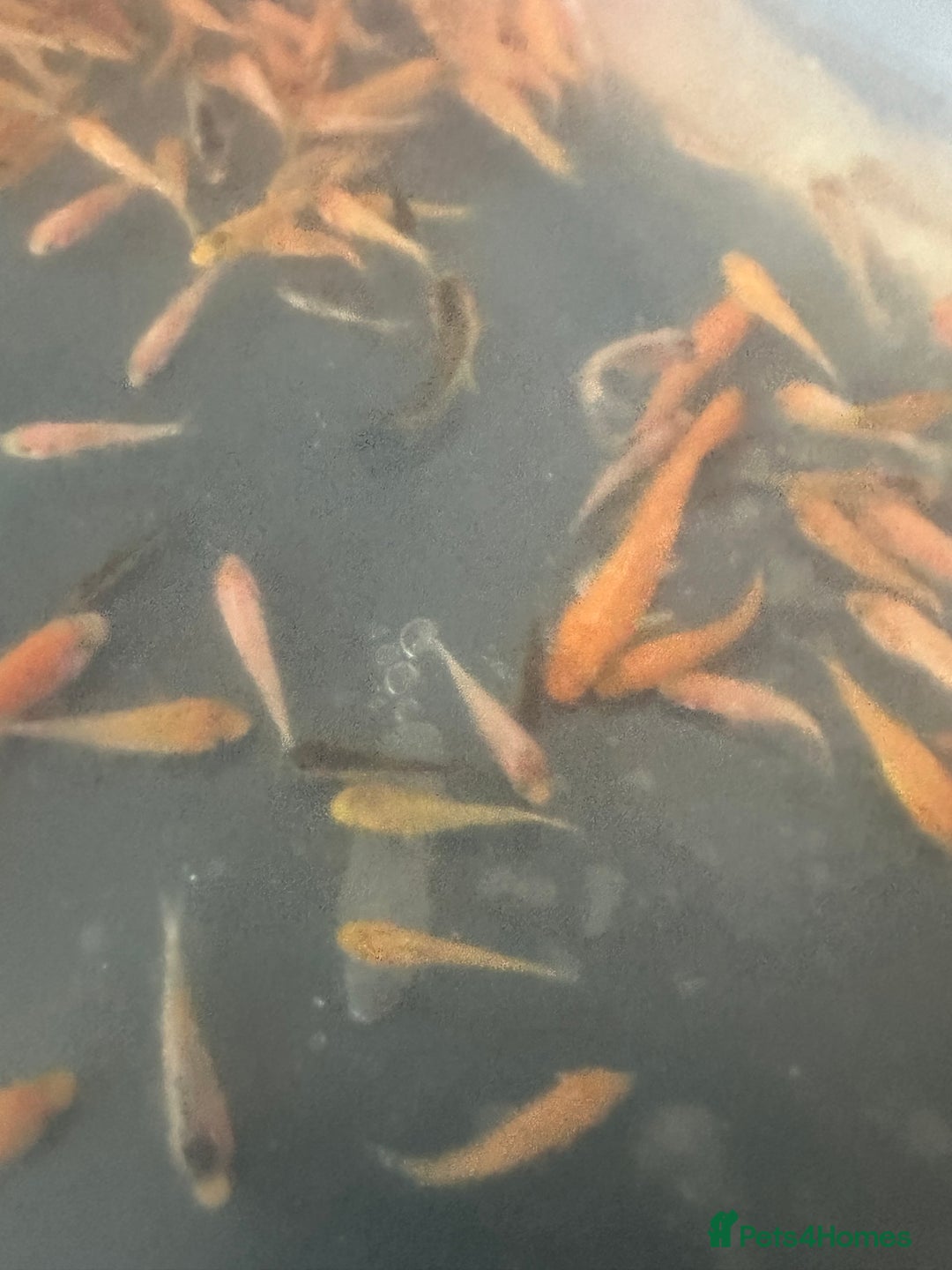 Koi Carp fish for sale: Koi Fry 8-10 weeks old new batch high quality - Image 5