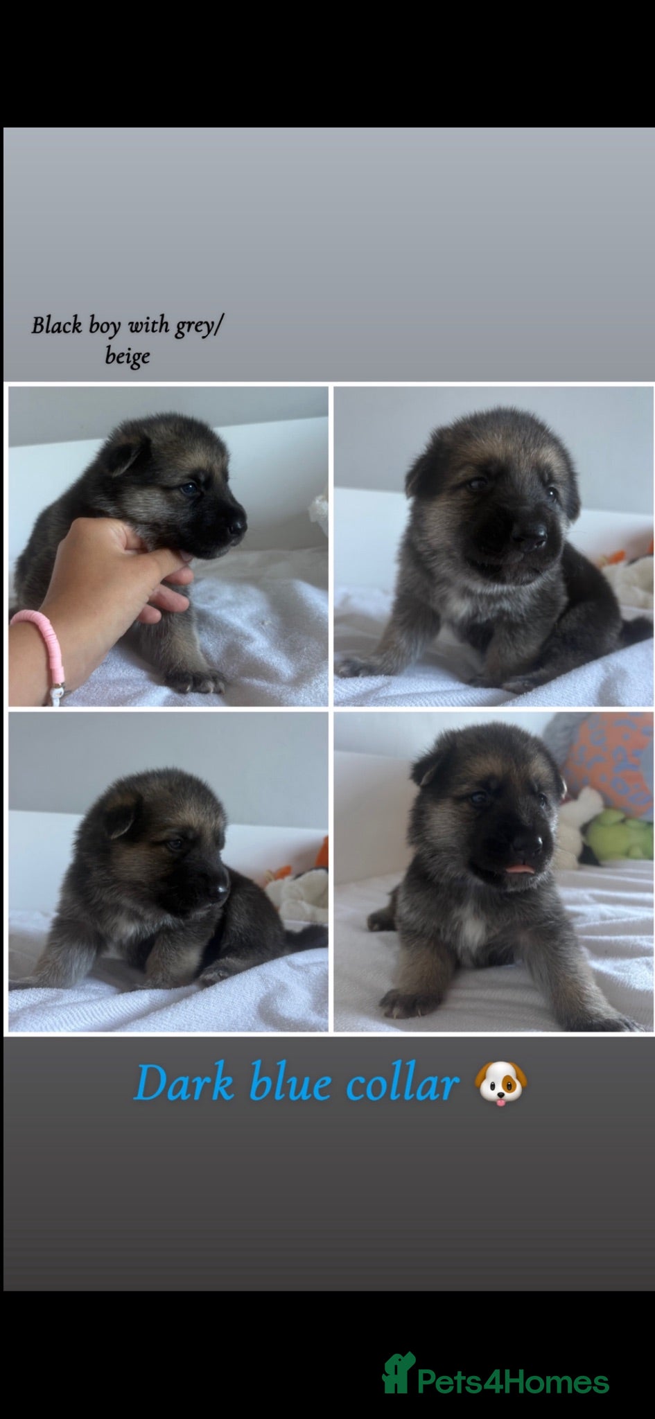 Mixed Breed dogs 8 beautiful healthy  puppies ,  German shepherd  - Advert 2