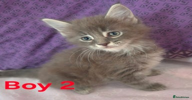 Maine Coon cats - Advert 1
