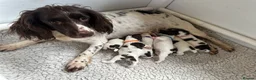 English Springer Spaniel dogs for sale: Stunning KC Reg ESS puppies with FTCH sire. - Advert 16