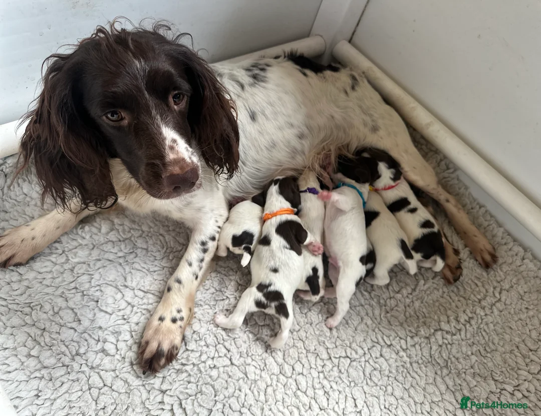 English Springer Spaniel dogs for sale: Stunning KC Reg ESS puppies with FTCH sire. - Advert 16