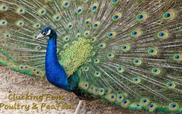 Peafowl poultry for sale: Peafowl Breeding stock for rehome - Image 2