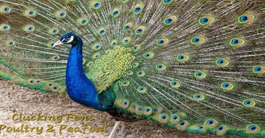 Peafowl poultry - Advert 3