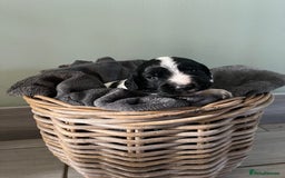 Sprocker dogs for sale: Sprockers  - Image 11
