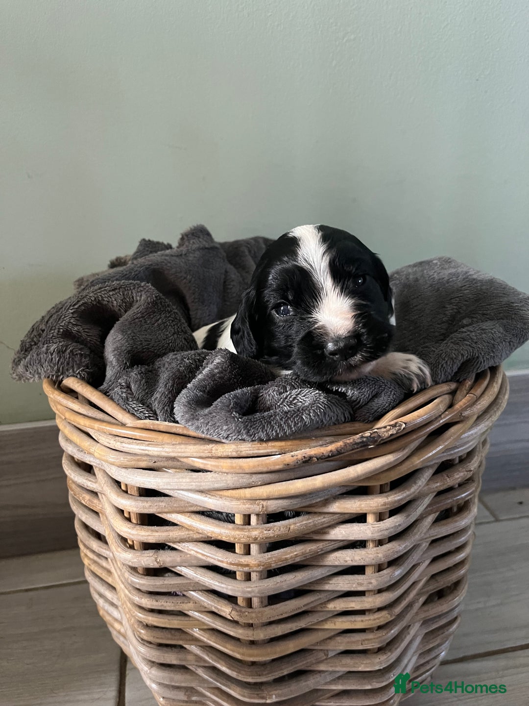 Sprocker dogs for sale: Sprockers  - Image 11