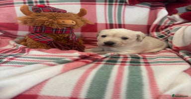 Labrador Retriever dogs Health Tested Perfect chunky Labrador Puppies - Advert 3