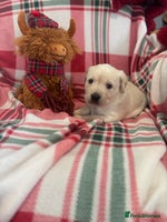 Labrador Retriever dogs Health Tested Perfect chunky Labrador Puppies - Advert 3