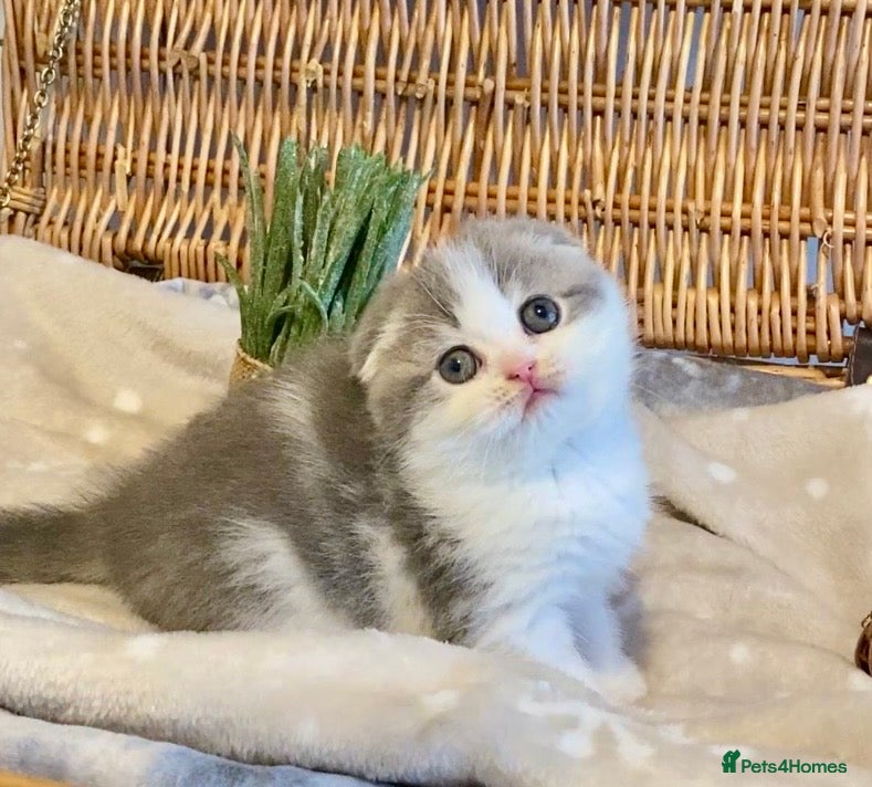 Scottish Fold cats 🧸😻CHAMPION LINE TICA ACTIVE SCOTTISH/BSH😻🧸 - Advert 1