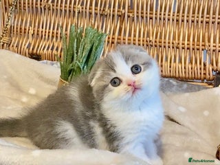 Scottish Fold cats 🧸😻CHAMPION LINE TICA ACTIVE SCOTTISH/BSH😻🧸 - Advert 1