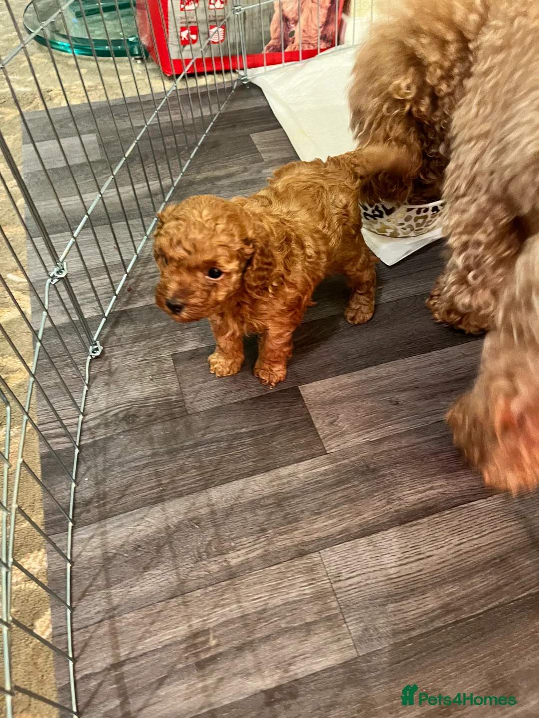 Toy Poodle dogs for sale: Red Toy Poodle  - Advert 6