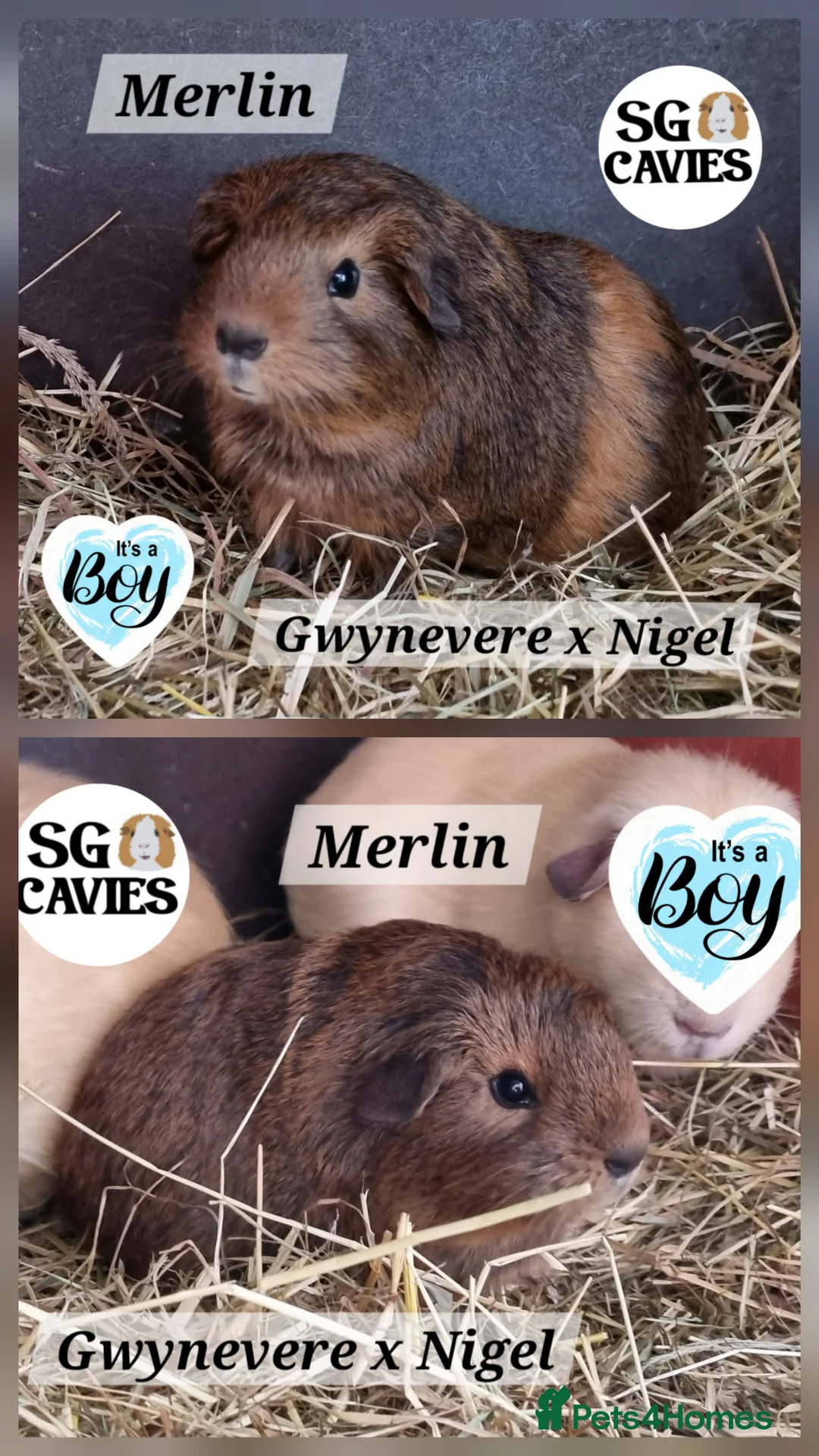 Guinea Pig rodents for sale: 2 beautiful baby guinea pigs for sale  - Advert 2