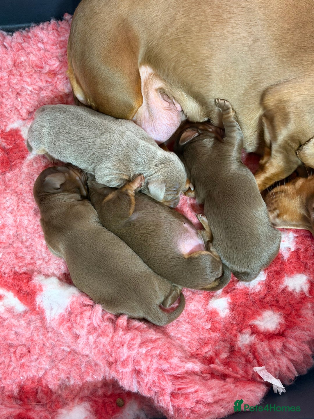 Miniature Dachshund dogs for sale: Mini smooth dachshund  - Advert 1