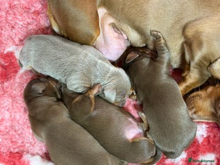 Miniature Dachshund dogs Mini smooth dachshund - Advert 13