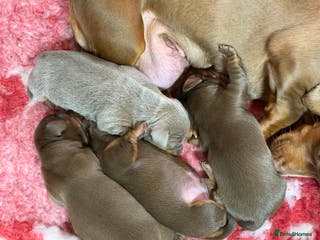 Miniature Dachshund dogs Mini smooth dachshund - Advert 10