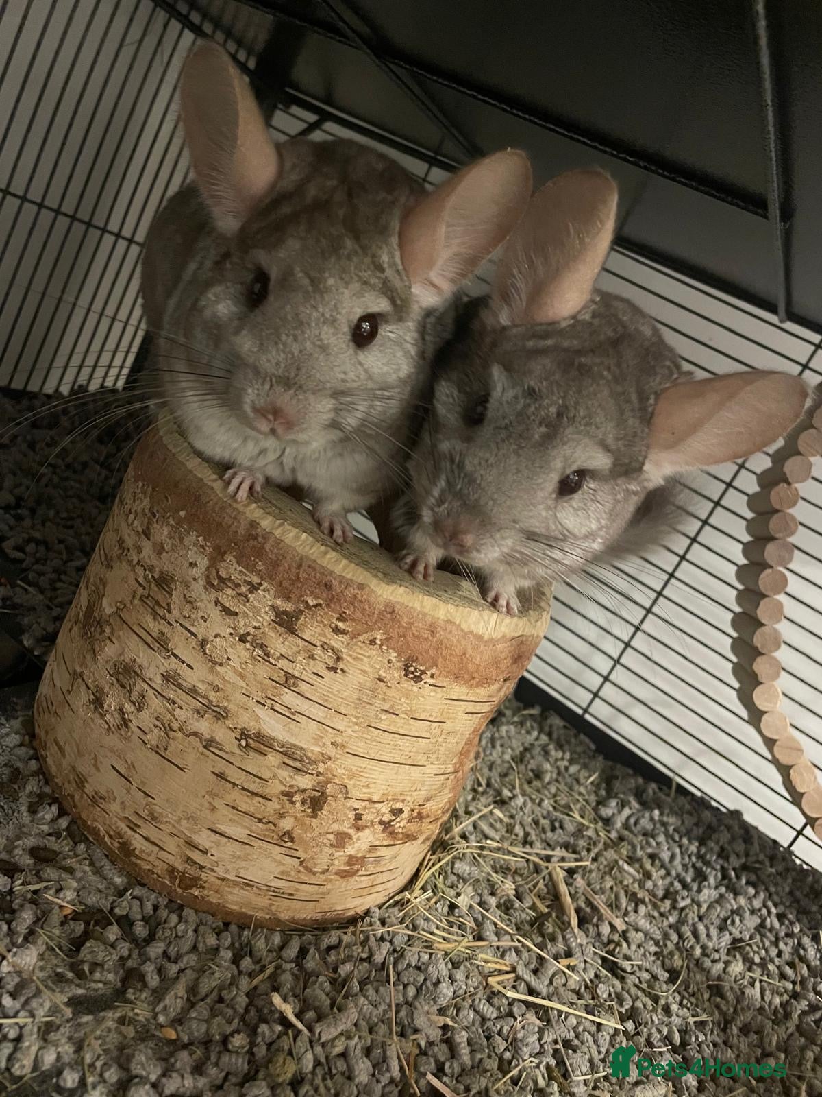 Chinchilla rodents A Chinchilla Family - Advert 2