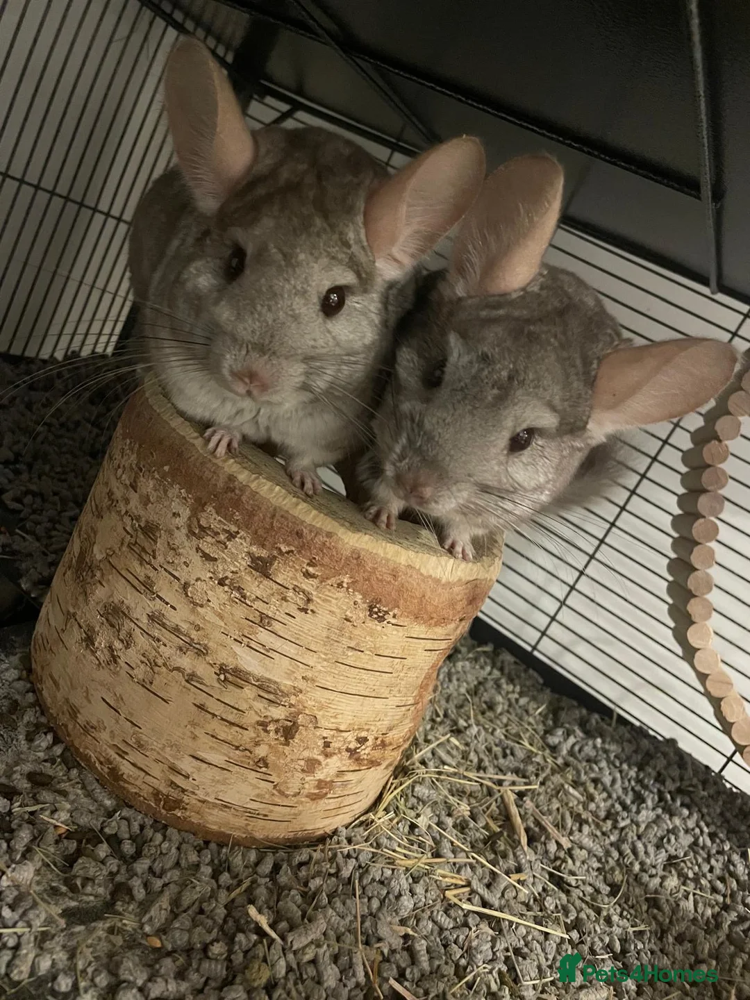 Chinchilla rodents for sale: A Chinchilla Family - Advert 2