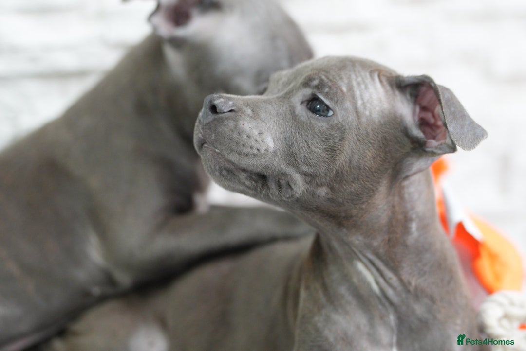 Staffordshire Bull Terrier dogs for sale:  Staffy Puppies 🐶  - Image 10
