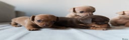 Chiweenie dogs for sale: Stunning Micro Chiweenie Litter - Smallest in UK - Advert 8