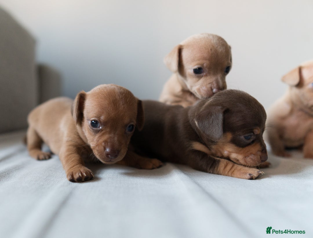 Chiweenie dogs for sale: Stunning Micro Chiweenie Litter - Smallest in UK - Advert 8