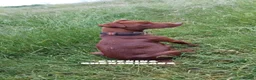 Patterdale Terrier dogs for sale: 🐾 WorkingLine Patterdale Terrier Pups– 28th june - Advert 15