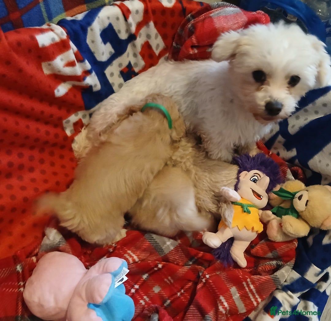 Maltipoo dogs for sale: Maltipoo puppies - Advert 2