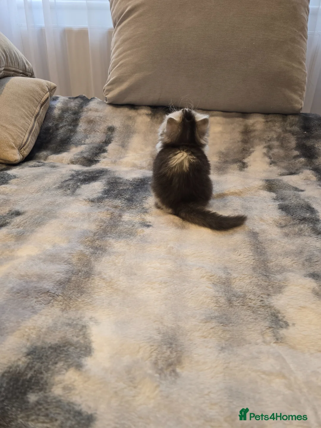 Scottish Fold cats for sale: Lovely Scottish fold/straight Kittens for sale  - Advert 24