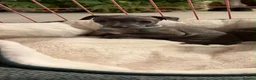 Italian Greyhound dogs for sale: Pedigree Italian Greyhound Puppies *Bred by Vets* in Abingdon - Advert 5
