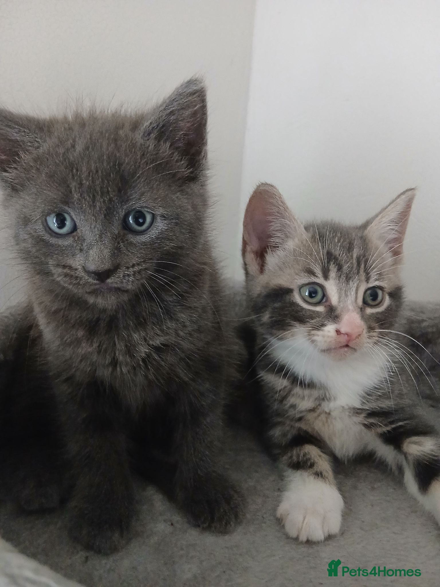 Mixed Breed cats 2 beautiful kittens for sale  - Advert 1