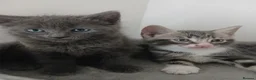Mixed Breed cats for sale: 2 beautiful kittens for sale  - Advert 15