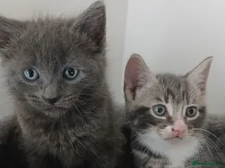 Mixed Breed cats 2 beautiful kittens for sale - Advert 1