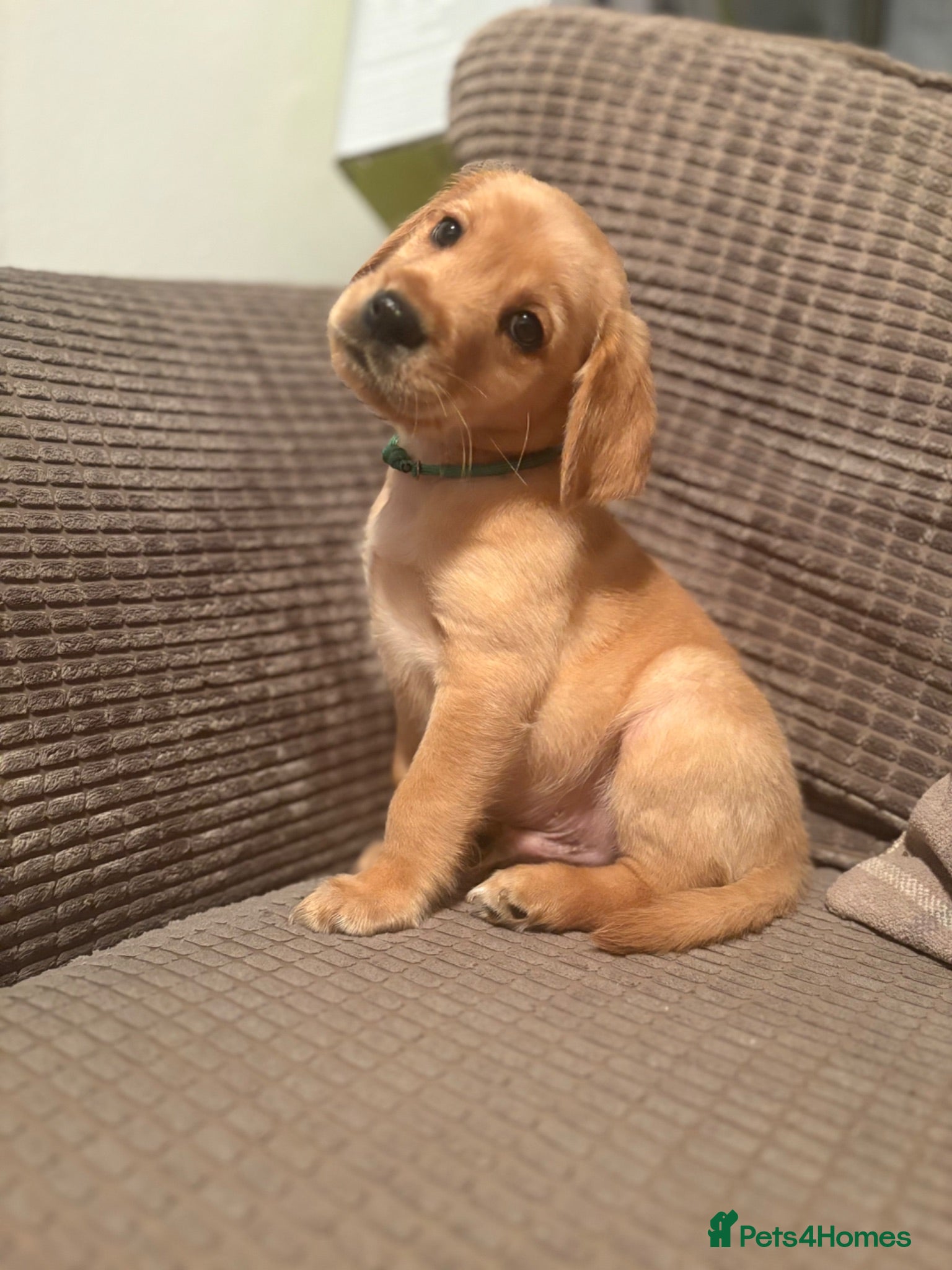 Cockerdor dogs 1 COCKERDOR MALE PUPPY - Advert 10