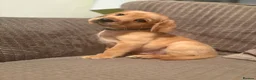Cockerdor dogs for sale: 1 COCKERDOR MALE PUPPY - Advert 1