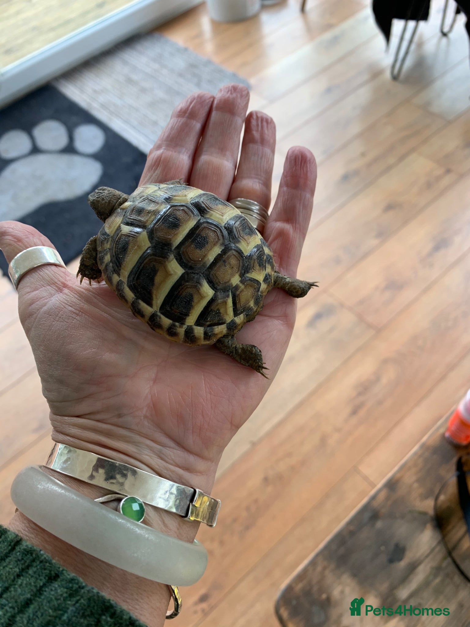 Hermann Tortoise reptiles Eastern Hermanns Tortoise 🐢  - Advert 17