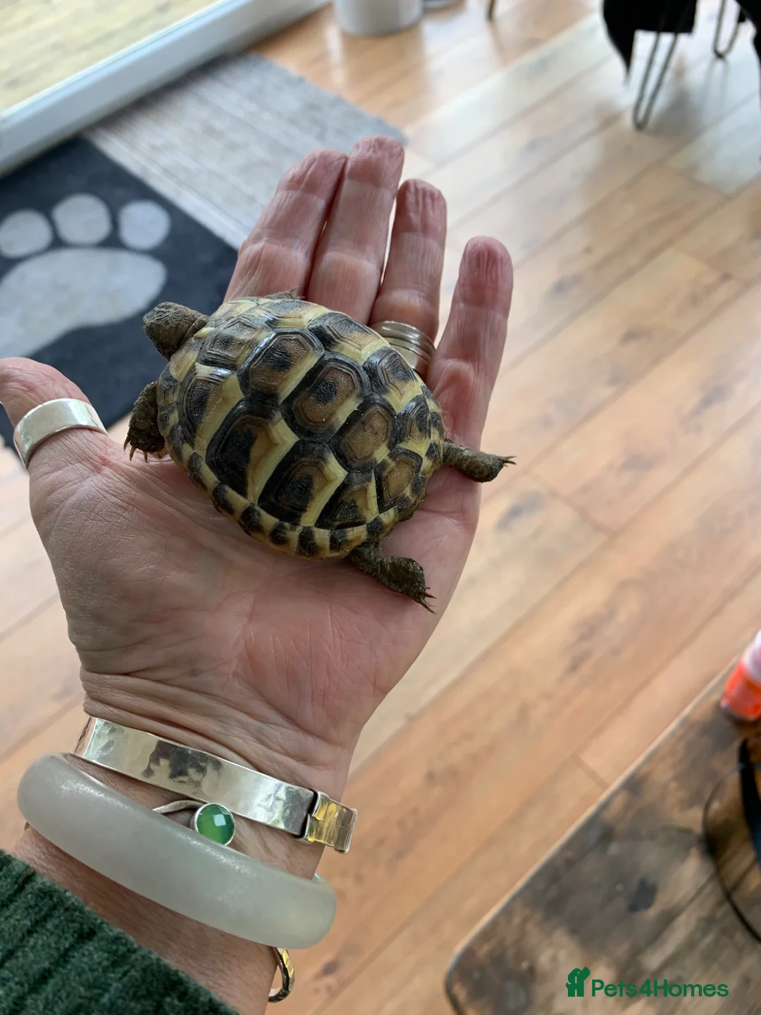 Hermann Tortoise reptiles for sale: Eastern Hermanns Tortoise 🐢  - Advert 1