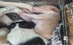 Mixed Breed dogs for sale: Spanish jack Russell (bodeguero) x border collie - Image 7