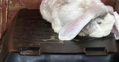 French Lop rabbits French Lop Doe vaccinated.Also Vaccines for sale.  - Advert 5