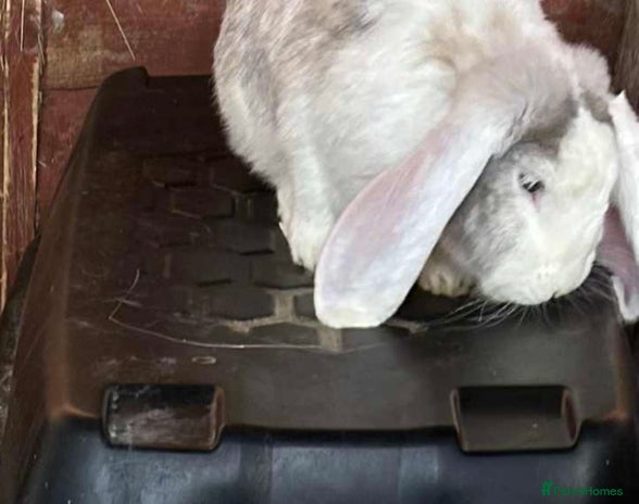 French Lop rabbits French Lop Doe vaccinated.Also Vaccines for sale. - Advert 1