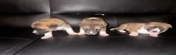 Mixed Breed dogs for sale: 3x Akita/Alsation pups for sale in Bradford - Advert 18