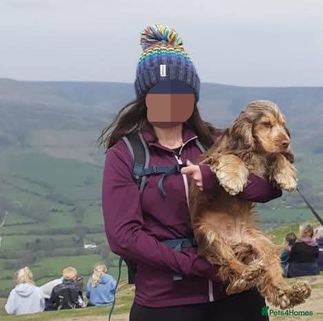 Cocker Spaniel dogs for sale: KC Show Cocker Spaniel Pups DNA health Simbawood  - Image 8