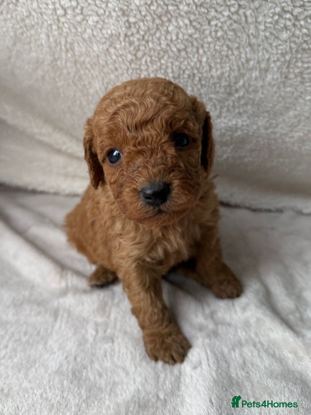 Cavapoo dogs for sale: Adorable Cavapoo Puppies - Advert 6