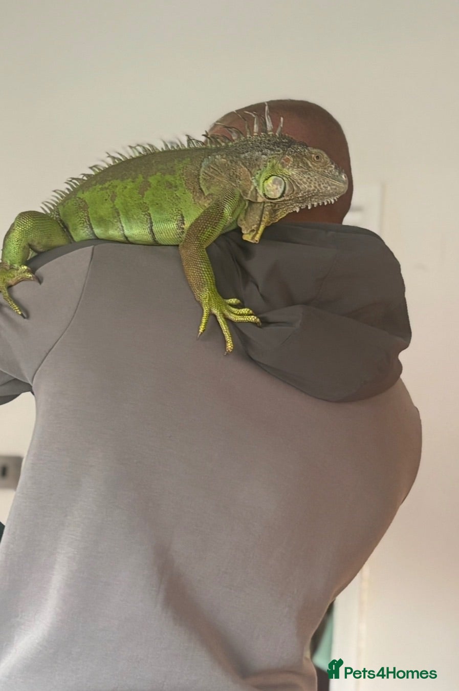 Iguana reptiles Male iguana  - Advert 2