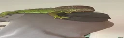 Iguana reptiles for sale: Male iguana  in Hull - Advert 1